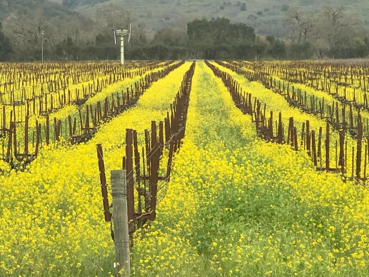 Chardonnay Lodge Napa Dış mekan fotoğraf